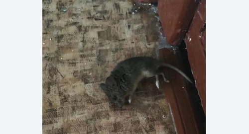 Дезинфекция от мышей в Кубинке