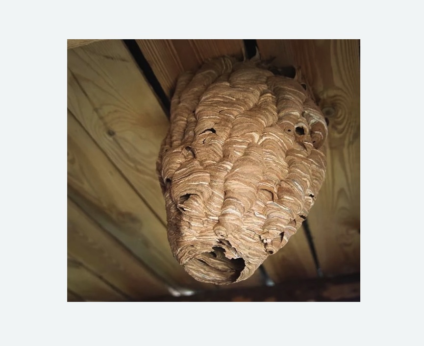 обработка от шершней в Кубинке