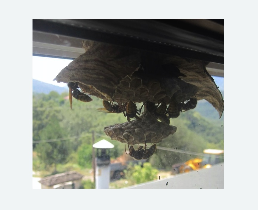 Уничтожение гнёзд шершней в Кубинке