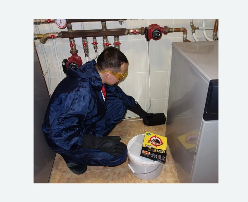 Уничтожение крыс в Кубинке