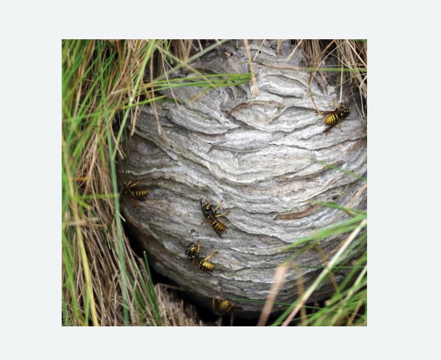 Уничтожение ос и ульев в Кубинке